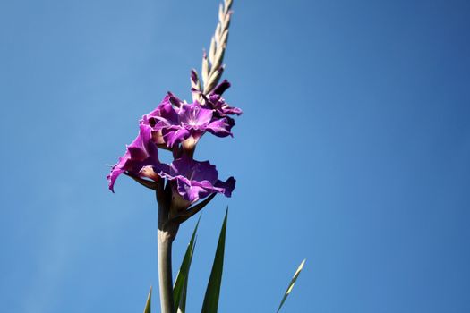 Beautiful purple gladiolas on a blue background