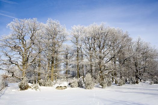 Winter landscape with trees and blue sky