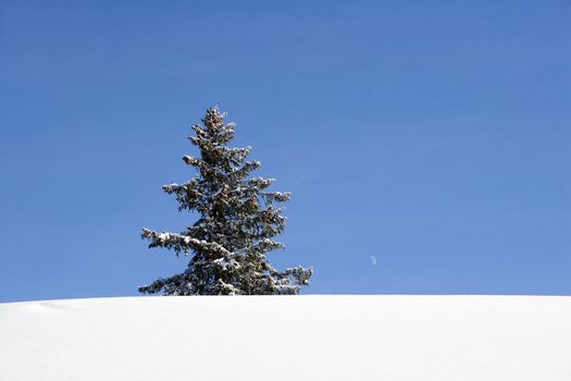 Lonely Christmas Tree in Winter Landscape