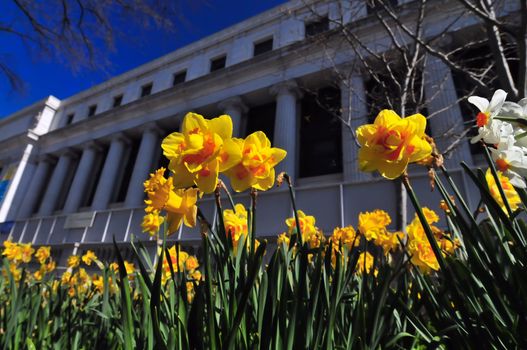 dafodils with a classic old building in background