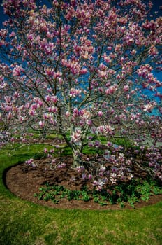 Flowering magnolia tree densely covered with beautiful fresh pink flowers