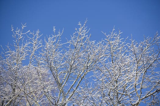 Branches with snow in the winter