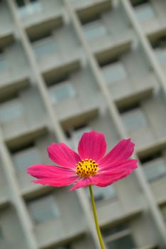 Flower on background of a concrete building