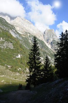 An image of italian mountains and fir-trees 