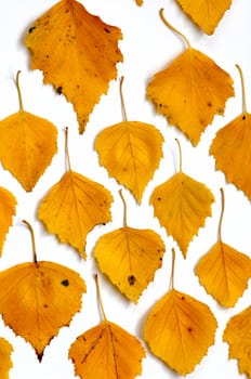 An image of many yellow birch leaves