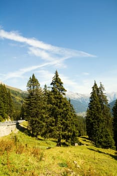 An image of  beautiful trees and blue sky