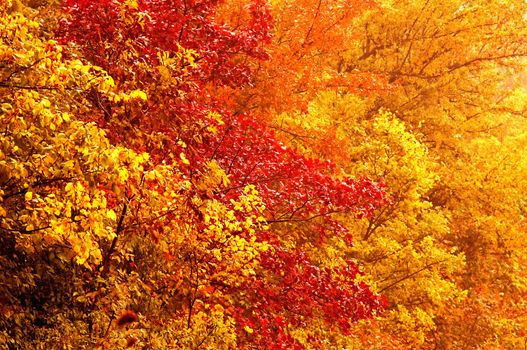 A background of yellow leaves