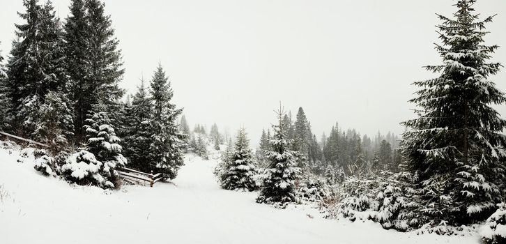 Stock photo: nature: an image of a beautiful winter forest