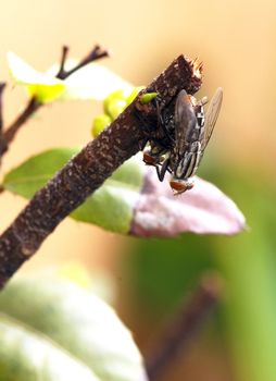 Macro of Mating Bluebottle Flies