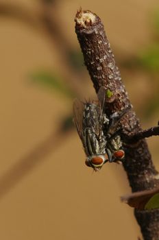 Macro of Mating Bluebottle Flies