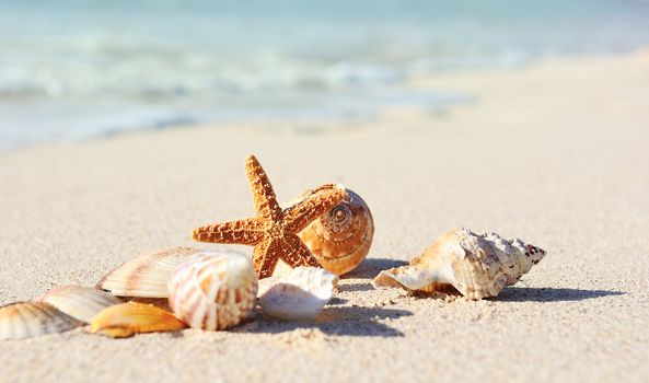 sea shells with sand as background 