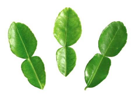 close up of kaffir lime leaves on white