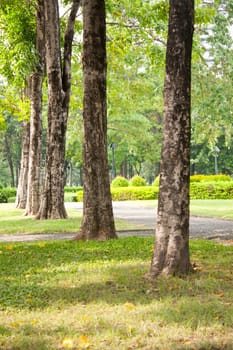 Trees on the lawn in a park rest area.