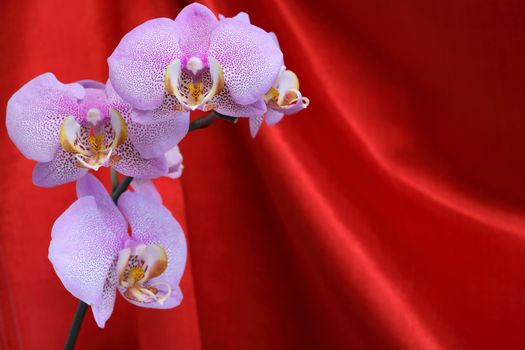Beautiful purple orchid on red curtain silk background