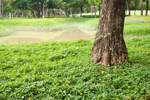 Trees on the lawn in a park rest area.