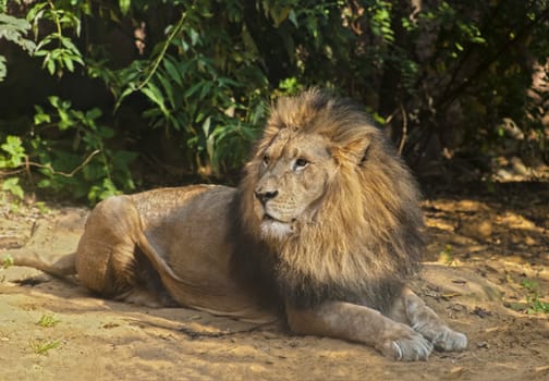 Male lion lying on the ground