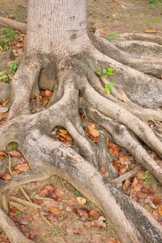 Root wood with leaves in the park with sustainable path lines.