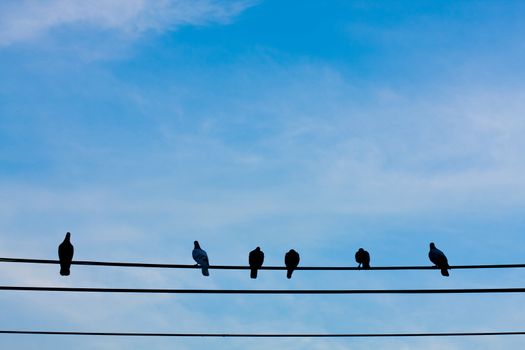 Birds on wires. Fresh is a dark sky background.