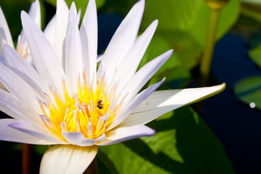 White lotus in full bloom in a pond with lotus pollen, insect glands.
