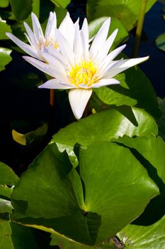 White lotus white look fresh and pure serenity.
