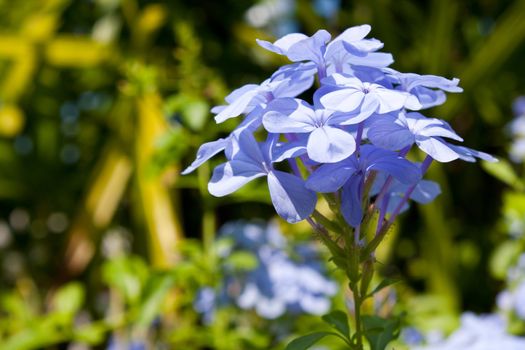 Flowers pale blue. The dominant one among a bouquet of garden
