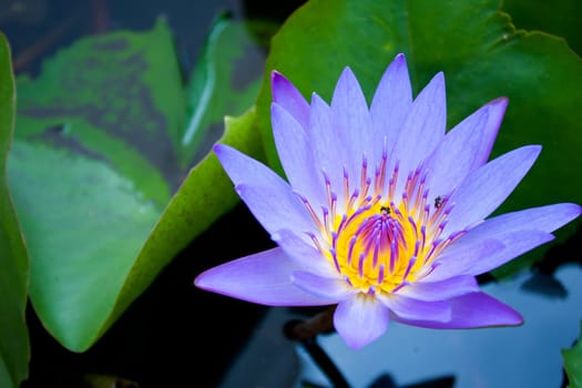 Light blue lotus bloom more fully refreshed and comfortable.
