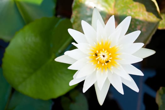 White lotus in full bloom in a pond with lotus pollen, insect glands.
