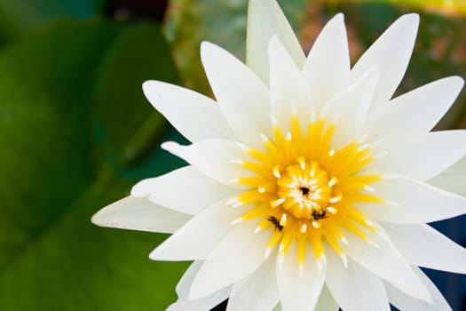 White lotus in full bloom in a pond with lotus pollen, insect glands.
