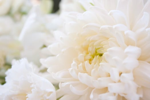 Among white, pure white flowers, fresh, clean look and help.