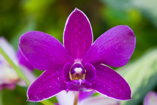 Yen orchid color. Yen Cho orchids bloom color is a fresh bouquet of beautiful
