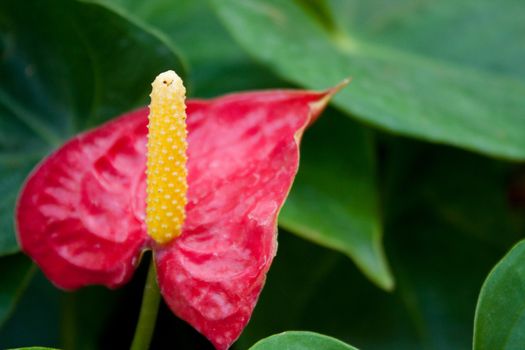 Red anthurium flowers. Amid green leaves. With yellow pollen.
