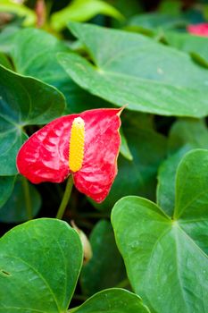 Red anthurium flowers. Amid green leaves. With yellow pollen.
