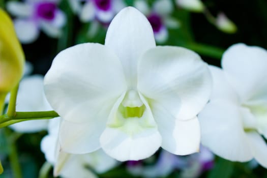 Bouquet of white orchids. White to feel clean, fresh pure
