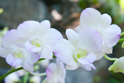 Bouquet of white orchids. White to feel clean, fresh pure
