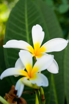 Lan Thom Flowers bloom white flowers with light fragrance.
