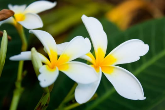 Lan Thom Flowers bloom white flowers with light fragrance.
