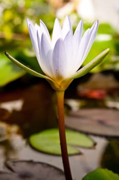White lotus white look fresh and pure serenity.
