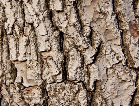 walnut tree - skin of old tree