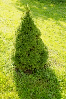 Decorative plant juniper bush grow in garden meadow beautifully lit sunshine and shadow.