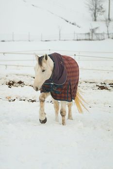 Wonderful white horse walking in the snow