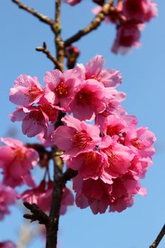 Closes – up Prunus cerasoides blooming background.