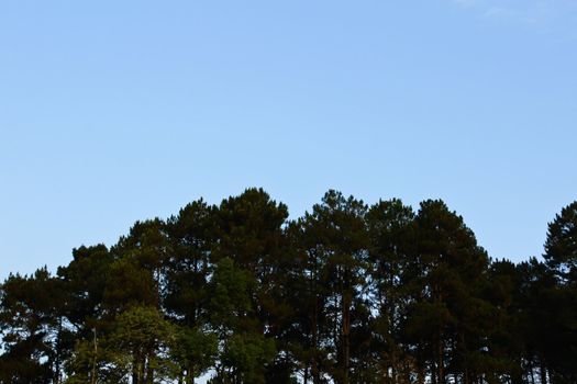 summer pine forest in Thailand .