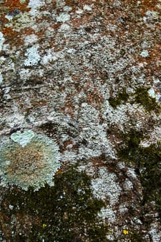 Surface of the bark rocks covered with lichen