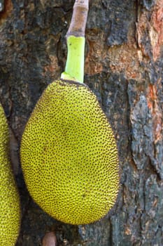 Jack Fruit hanging on the tree in Thailand