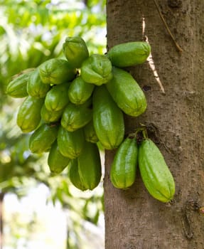 Fresh Madan sour flavor lots of vitamin C the tropical fruit Thai herb