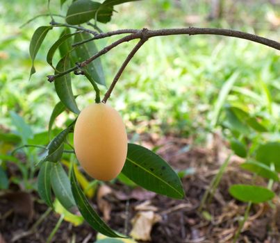 Marian plum or maprang (thai fruit) hang on tree