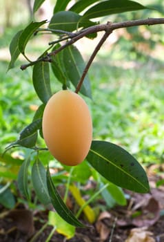 Marian plum or maprang (thai fruit) hang on tree