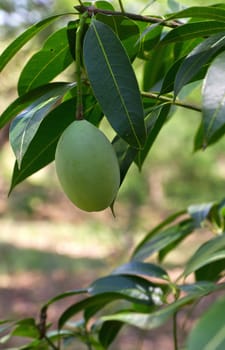 Marian plum or maprang (thai fruit) hang on tree