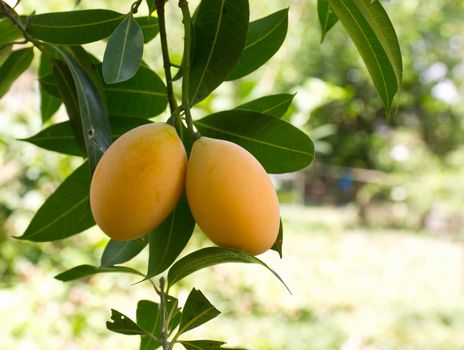 Marian plum or maprang (thai fruit) hang on tree