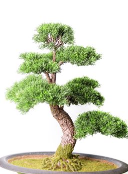 Bonsai tree isolated on a white background